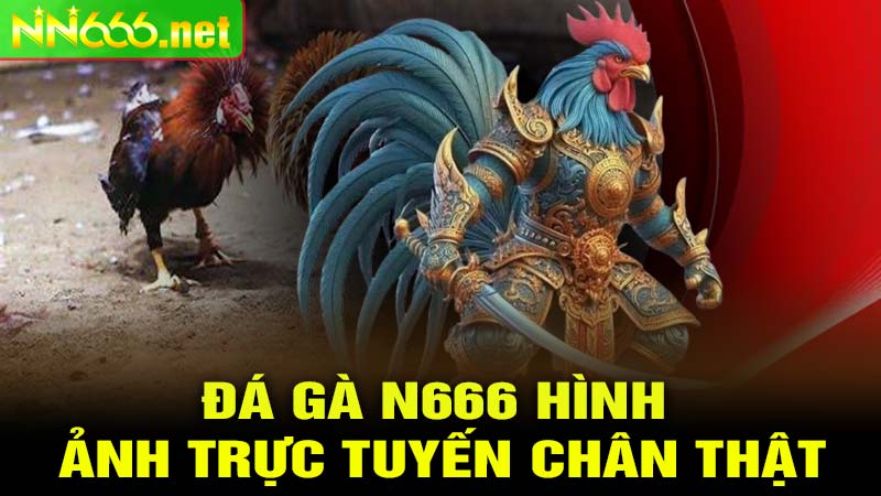 Đá gà N666 hình ảnh trực tuyến chân thật