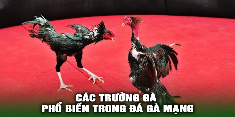 Các Trường Gà Phổ Biến Trong Đá Gà Mạng