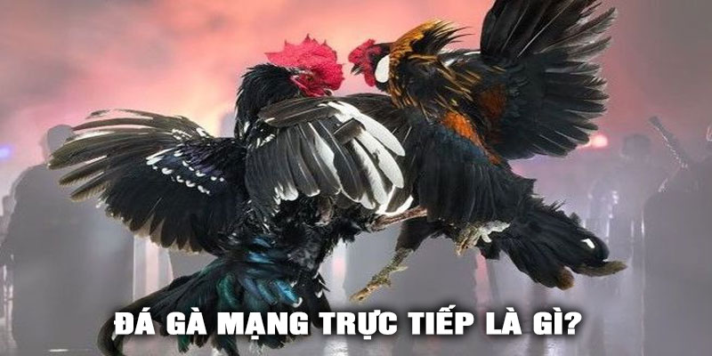 Đá Gà Mạng Trực Tiếp Là Gì?