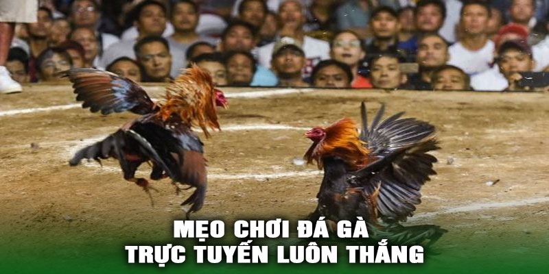 Mẹo Chơi Đá Gà Trực Tuyến Luôn Thắng