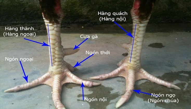 Cấu Tạo Cơ Bản Của Chân Gà Chọi