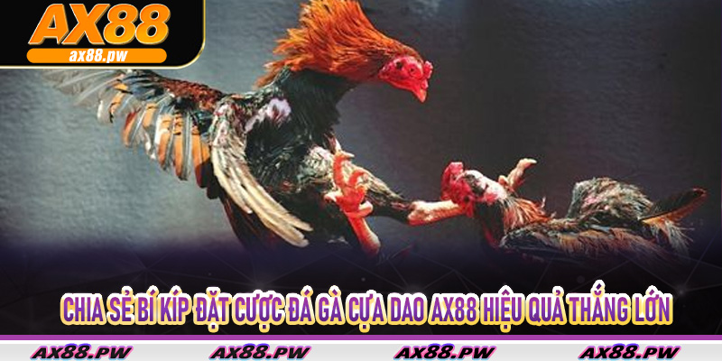 Chia sẻ bí kíp đặt cược đá gà cựa dao Ax88 hiệu quả thắng lớn