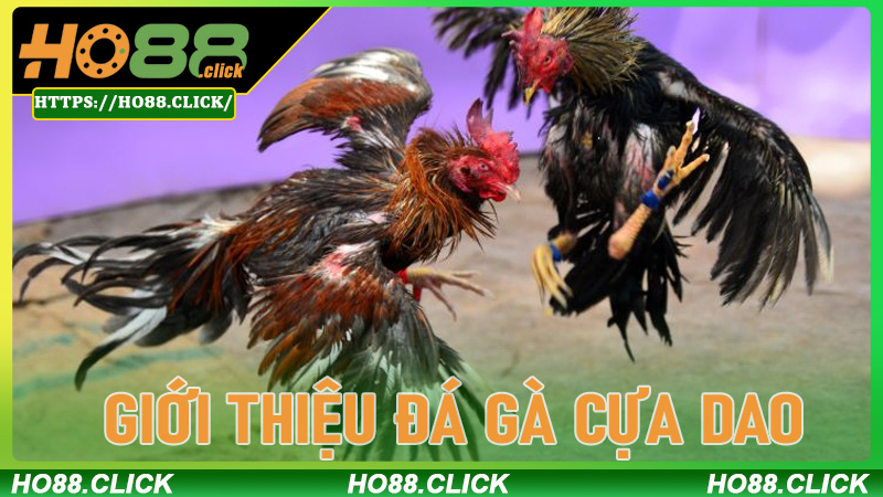 Giới thiệu Đá Gà Cựa Dao và hành trình phát triển tại ho88