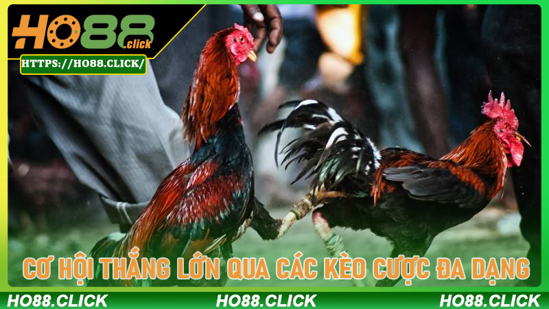 Cơ hội thắng lớn qua các kèo cược đa dạng
