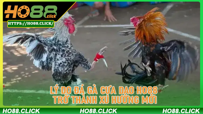 Lý do Đá Gà Cựa Dao ho88 trở thành xu hướng mới